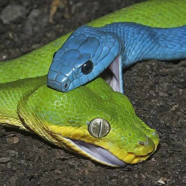 Blue king snake eating green python
